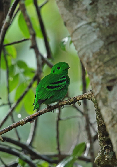 绿色Broadbill