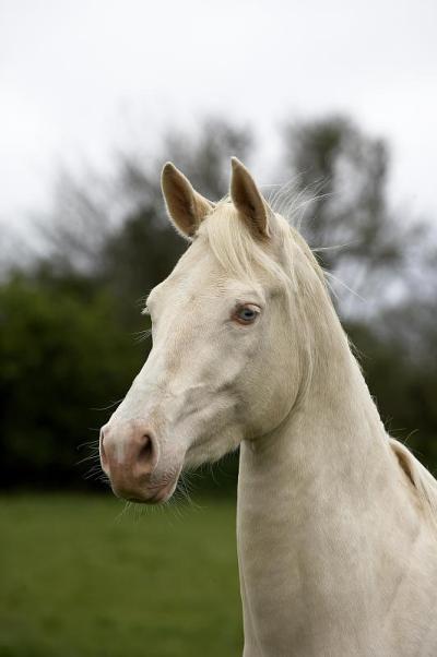 Akhal Teke，来自土库曼斯坦的马品种，母马的肖像