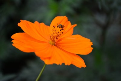 美丽的橙色花朵