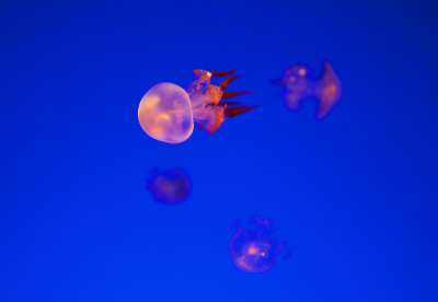 水母