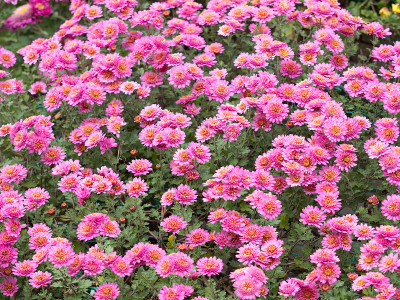 菊花节
