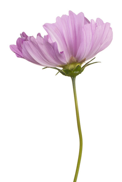 花孤立