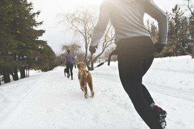 cancross雪橇犬在冬季拉年轻女子