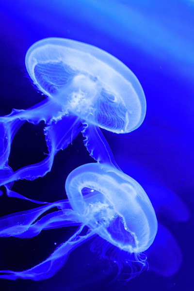 白色的水母漂浮在蓝色的水族箱里