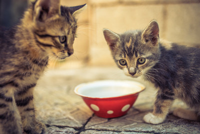 小猫在石头地板上吃着红色陶瓷碗里的牛奶。