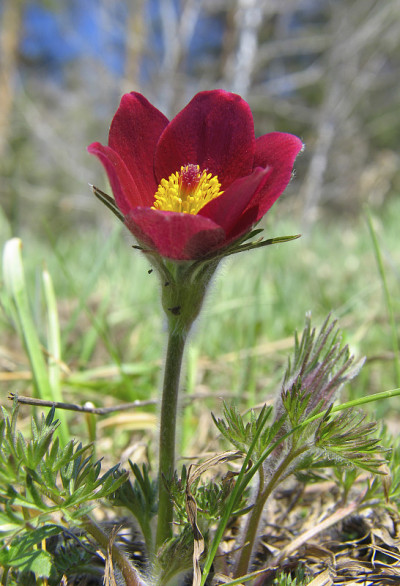 帕斯克花