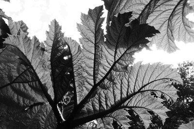 Gunnera manicata - Trebah花园-康沃尔，英格兰，英国