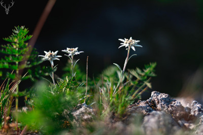 雪绒花