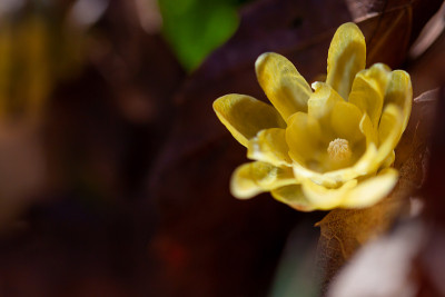 Chimonanthus praecox