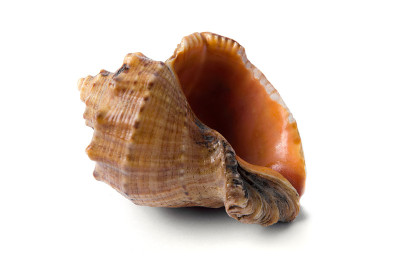 白色背景上的Shell Rapan