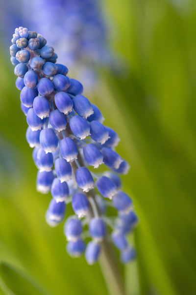 蓝色葡萄风信子花