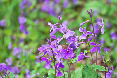 Orychophragmus violaceus