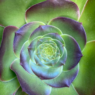 树石莲花