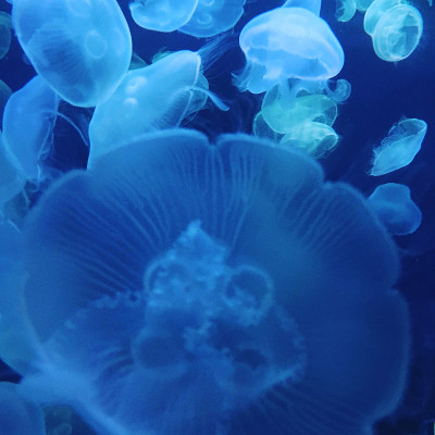 蓝色的水母