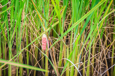 Pink eggs of Golden applesnail or Channeled apples