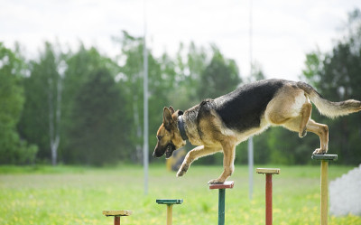 德国牧羊犬训练