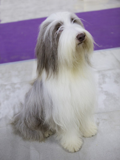 狗古代长须牧羊犬