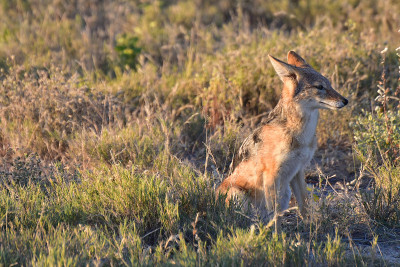 Jackal - Etosha，纳米比亚