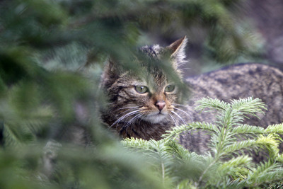 欧洲野猫