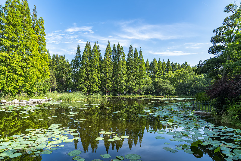 公园，湖泊，草坪，绿色森林
