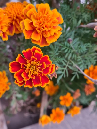 花