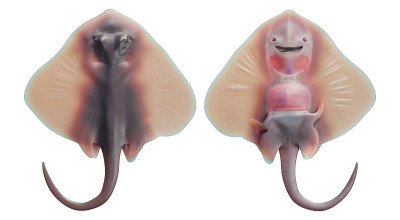 3d渲染解剖学前面和后面的一个可爱的婴儿黄貂鱼，孤立在白色的背景。