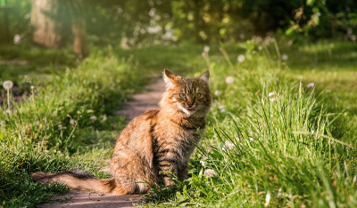 阳光明媚的花园背景上的毛茸茸的虎斑猫