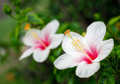 芙蓉