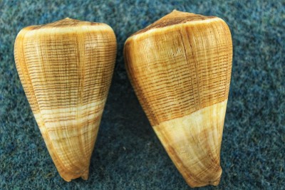 蓝色背景上的彩色贝壳。圆锥Figulinus。