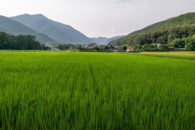 韩国庆州郊外美丽的乡村风光和繁茂的水稻。