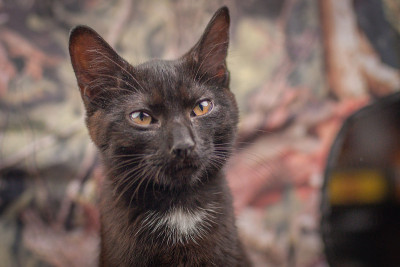 小猫