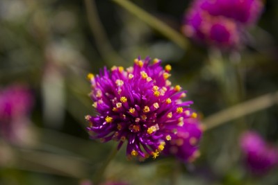 紫色黄色的花