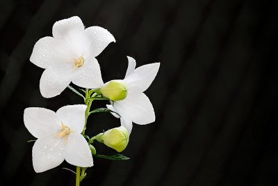 黑色背景上美丽的白色气球花品种。Platycodon grandiflorus