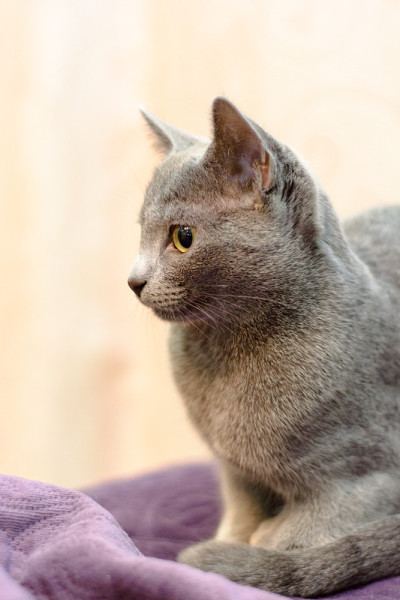 一只俄罗斯蓝猫躺在沙发上