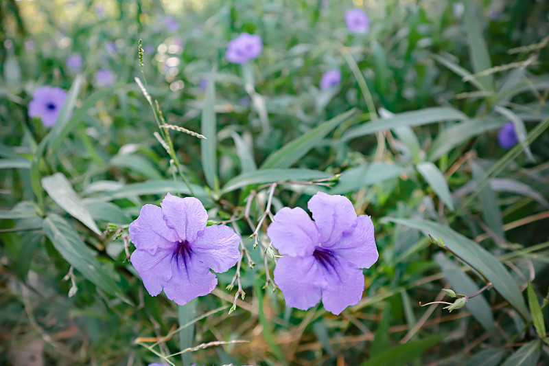 Ruellia simplex，墨西哥矮牵牛花，墨西哥蓝铃草或布里顿的野生矮牵牛花，是刺花科的一种开