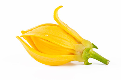 依兰花