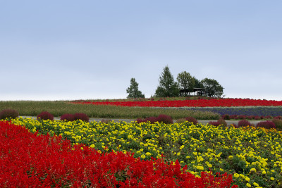 北海道菅野农场富野花园