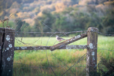 Sabiá-da-praia (Mimus gilvus)栖息在农场的篱笆上