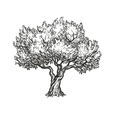 橄榄树的矢量插图