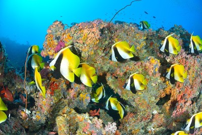蒙面bannerfish