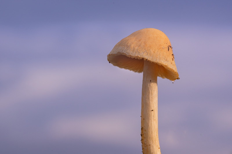 近距离拍摄野生蘑菇(宏)
森林蘑菇通常在雨季生长