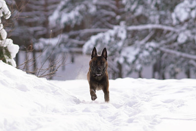 可爱的比利时牧羊犬马利诺斯在冬天的森林雪地上奔跑