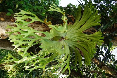 Polypodium polycarpon叶