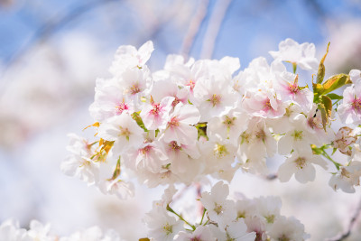 公园里粉红色的樱花
