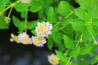绿花园里的马缨丹花。
