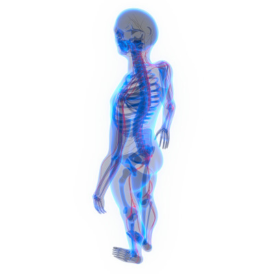 带有神经系统的人体骨骼