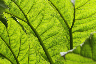 Gunnera manicata - Trebah花园-康沃尔，英格兰，英国