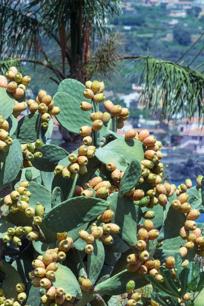 Opuntia ficus-indica
