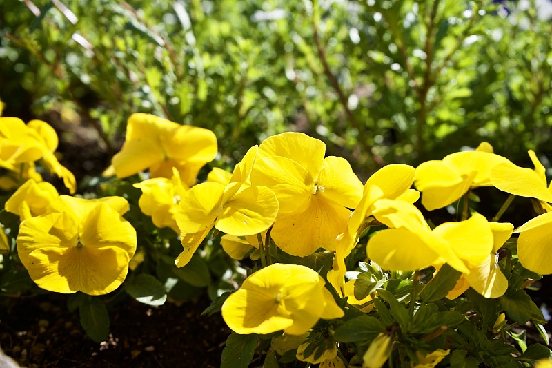 黄花在小花园里。