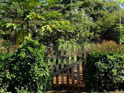 Wooden simple gate among trees